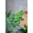 Polyscias Fruticosa Tree-112273773
