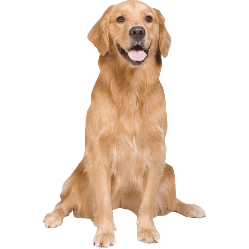 Adhésif décoratif Golden Retriever, H 24 po x l 15,5 po
