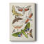 Toile tendue avec châssis de qualité supérieure Antique Moths II - prête à être accrochée-748338871