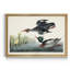 Red Breasted Merganser - reproduction d'art sur toile encadrée-1317518990-1317518989