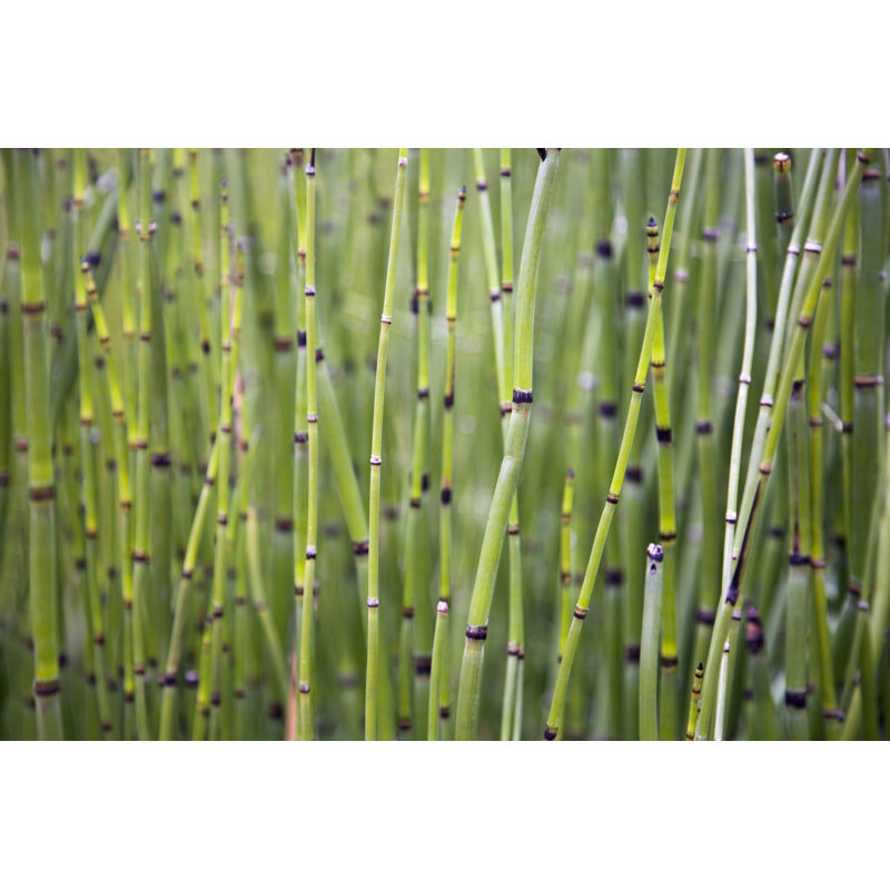 Horsetail by Terryfic3D - Wrapped Canvas Print, 51cm H x 76cm W