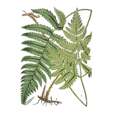Fern Illustration - Wrapped Canvas Print