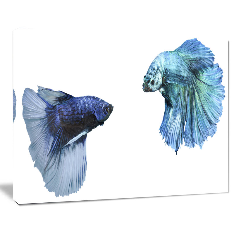 Fighting Fish, impression numérique sur toile tendue, H 30 po x l 40 po