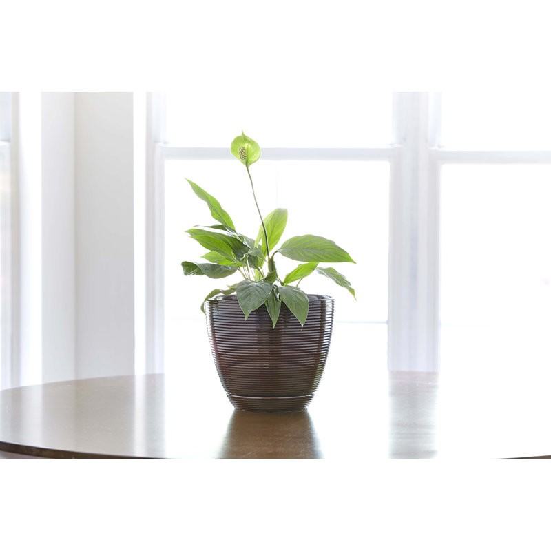 Caylin Ceramic Pot Planter with Saucer