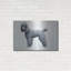 "Caniche" par Harro Maass-489508394