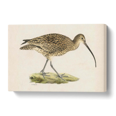 Eurasian Curlew by Von Wright - Wrapped Canvas