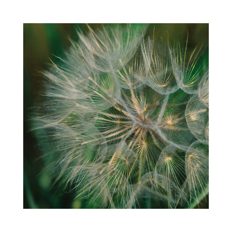 Summer Dandelion by Bethany Young - Print on Canvas, 66.04cm H x 66.04cm W x 3.81cm D, Wrapped Canvas