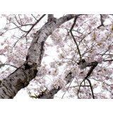 Cherry Blossom Burst Print by Catherine Johns