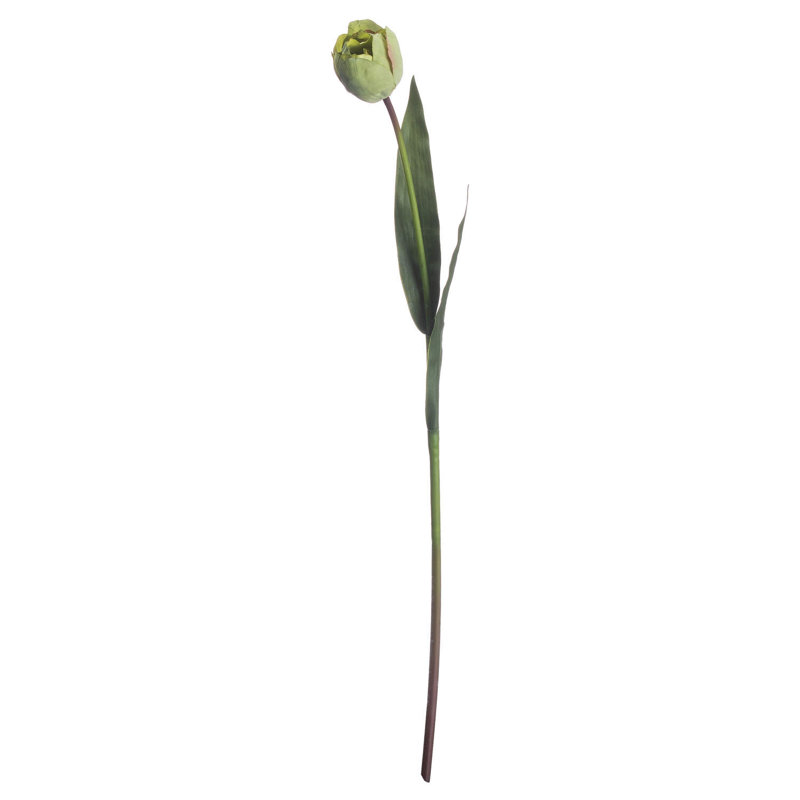 Anastasija Arrangement
