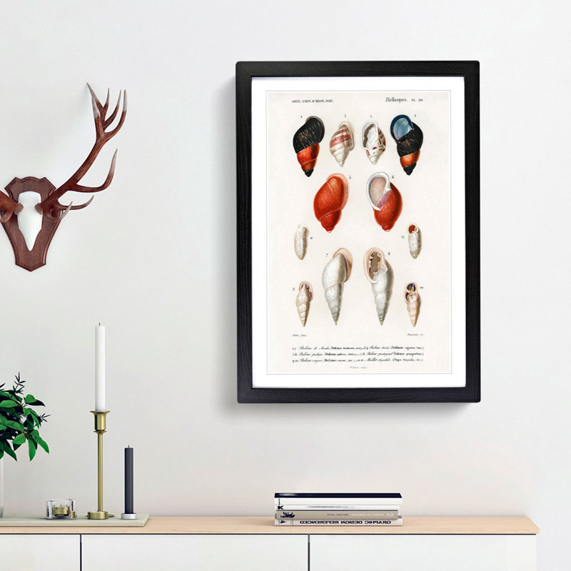 Mollusc Shell Illustrations PL. 20 by Charles D' Orbigny - Framed Print, Black Framed, 48cm H x 36cm W x 2cm D