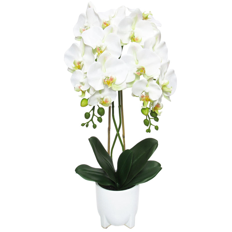 Centres de table orchidées phalaenopsis en pot