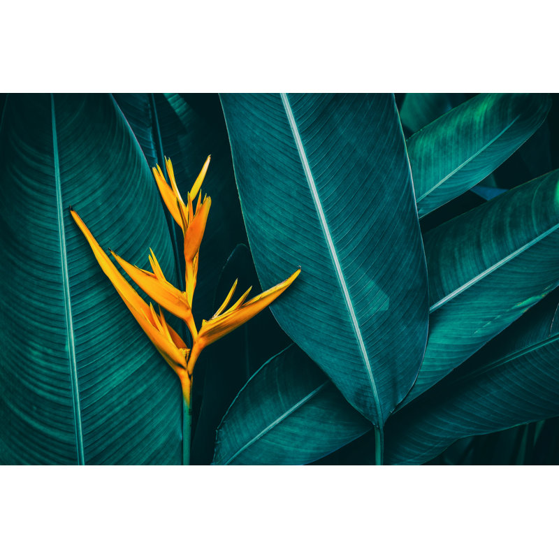 «Tropical Exotic Flower», impression sur toile tendue, H 12 po x l 18 po