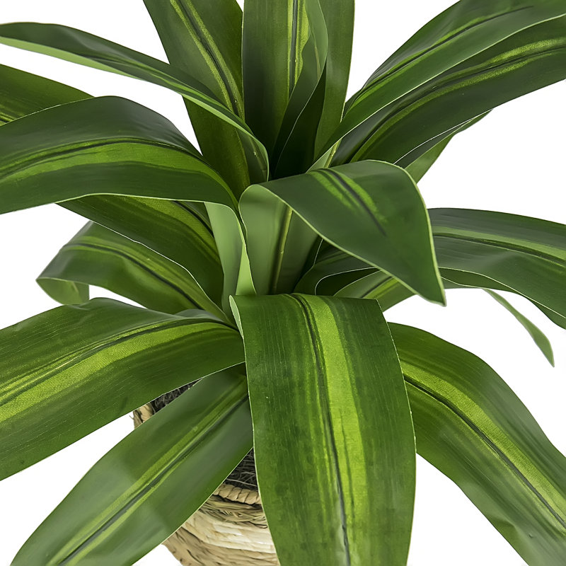 Callender 24'' Faux Dracaena Plant in Wicker/Rattan Basket