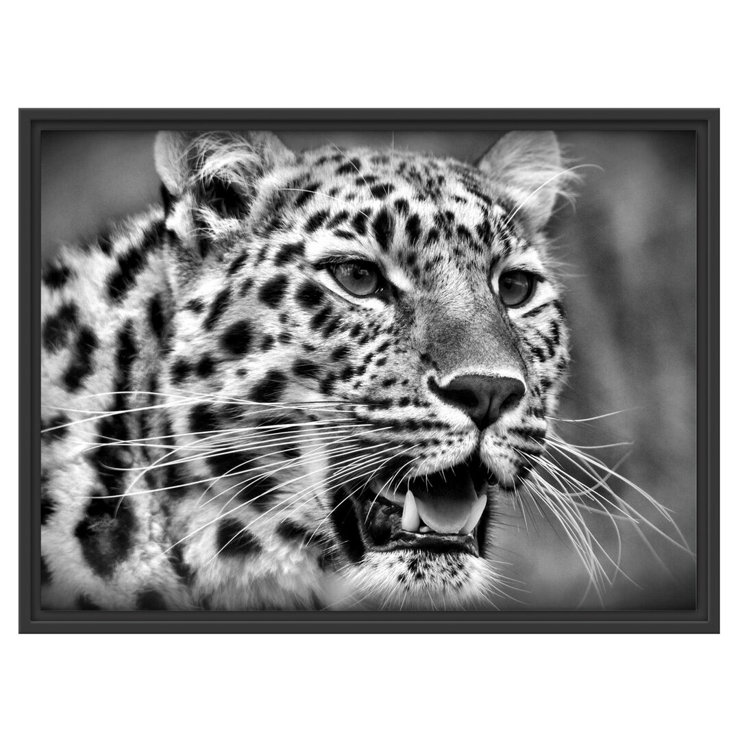 Gerahmtes Wandbild ausgewachsener Leopard