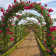 Alkhoury 140cm W x 40cm D Metal Garden Arches in Black