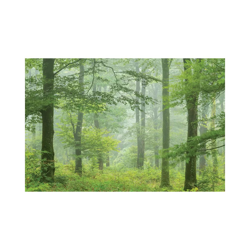 Misty Summer Forest by Adam Burton - Wrapped Canvas Print, 20.32 cm H x 30.48 cm W
