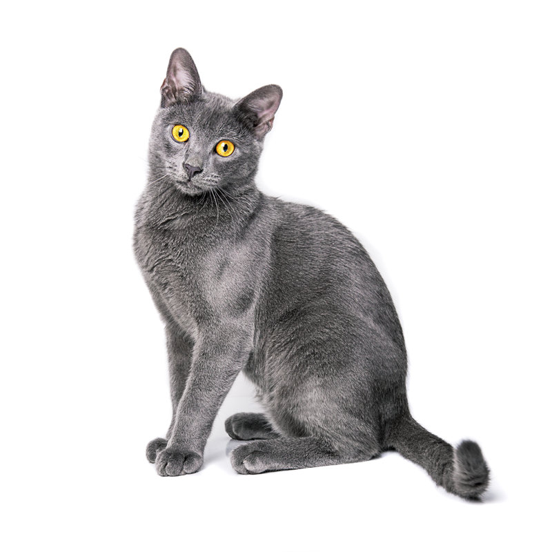 Young Russian Blue Cat With Yellow Eyes On Isolated Background by Drazen_ - No Frame Art Prints on Canvas, 76cm H x 76cm W