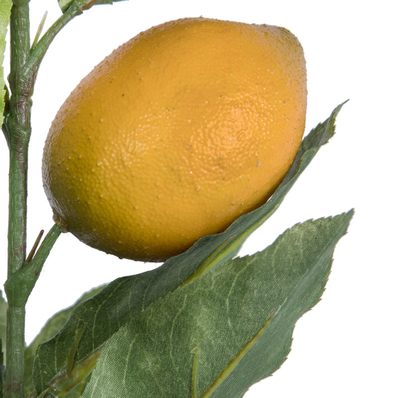 Tige de citron
