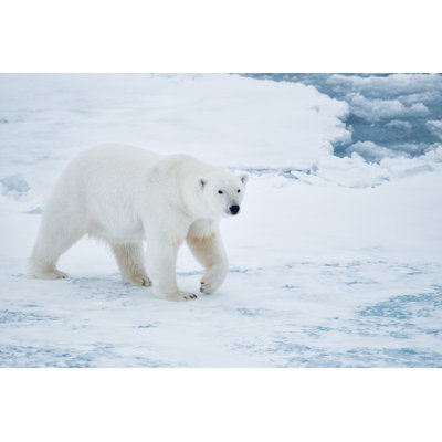 Polar bear