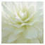 « white fleur i », reproduction de photo sur toile tendue-1027352565
