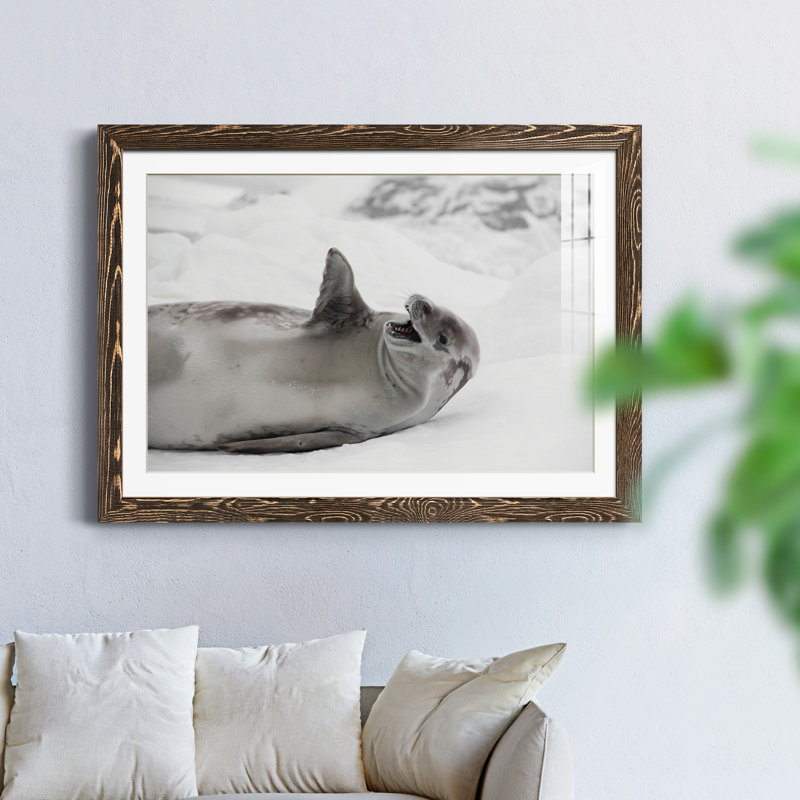 Laughing Seal - photographie avec cadre photo, Papier avec cadre noyer, H 31 po x l 44 po x P 1 po