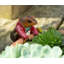 Uthyr UV Resistant Stone Garden Statue
