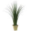 Plante de sol en pot
