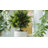 Artificial Cypress Trees