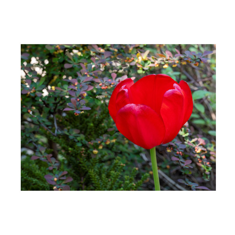 Art sur toile «bolus rouge Suzanne Bonin», H 14 po x l 19 po