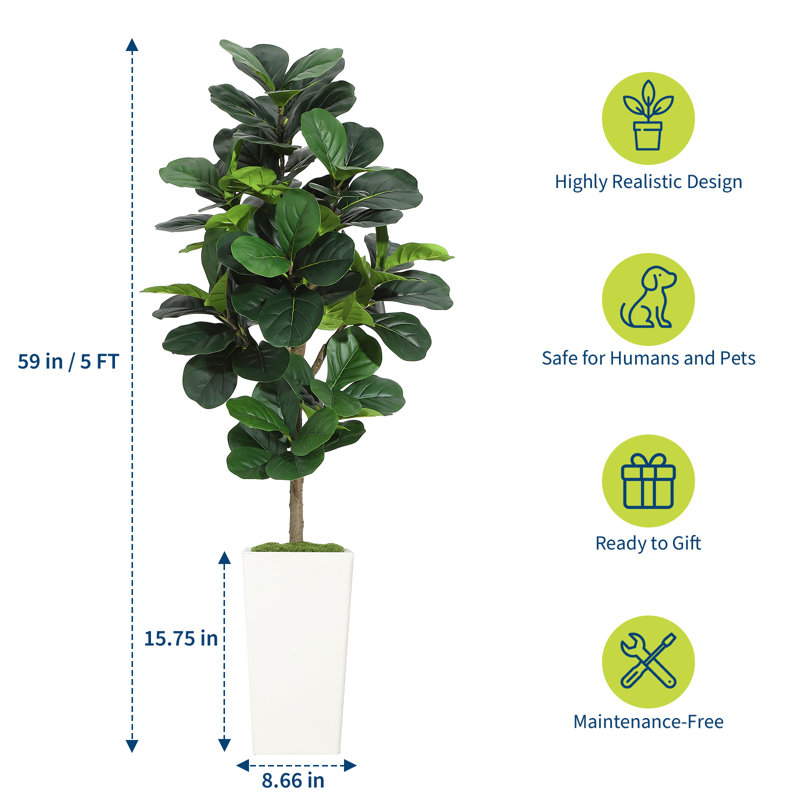 150cm Plant