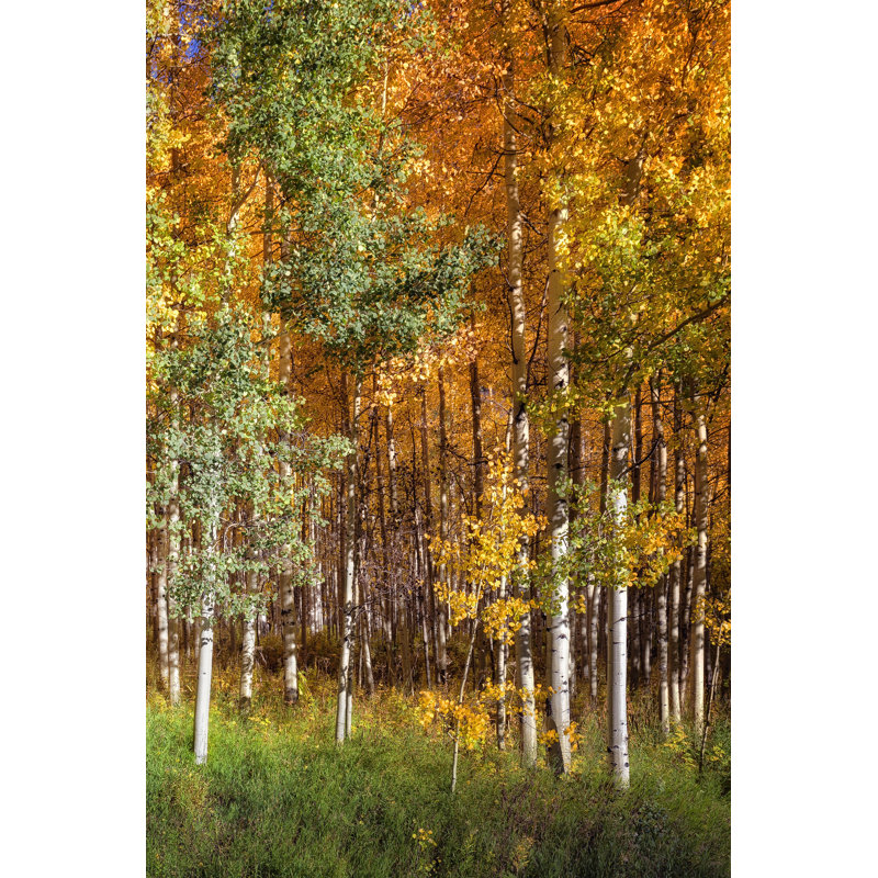 Aspen Glen II by David Drost - Wrapped Canvas Print, 46cm H x 30cm W x 3.8cm D