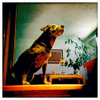 Waiting Dog by Stockcam - Wrapped Canvas Print