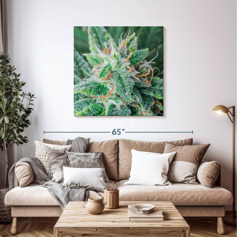 Cannabis Trichomes And Pistils, 39" H x 39" W