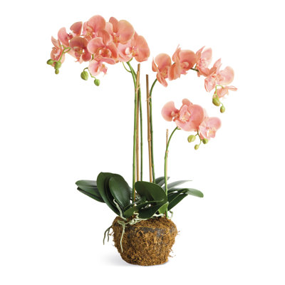 Barringer PHALAENOPSIS 30 po