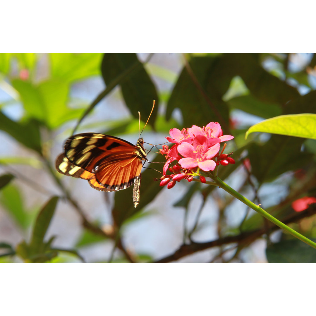 Isabella Tiger Butterfly von Raulersongirlstravel - Drucken