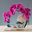 Orchidée papillon