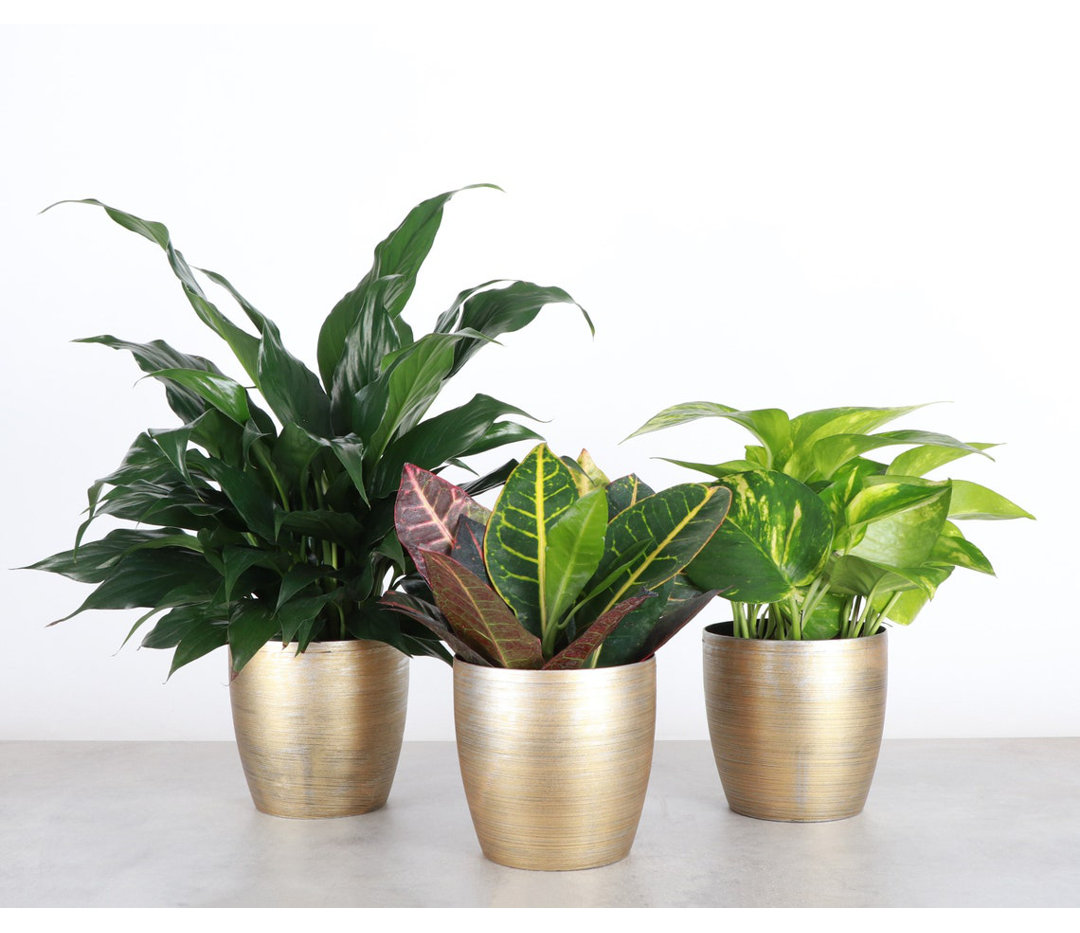 Thorsen's Greenhouse Live Plant Thorsen's Greenhouse Base