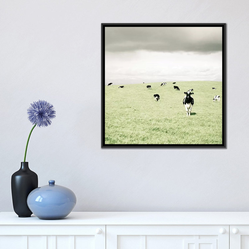" Curious Cows " by Lupen Grainne, Black Framed Canvas, No Mat, 18" H x 18" W x 1.5" D