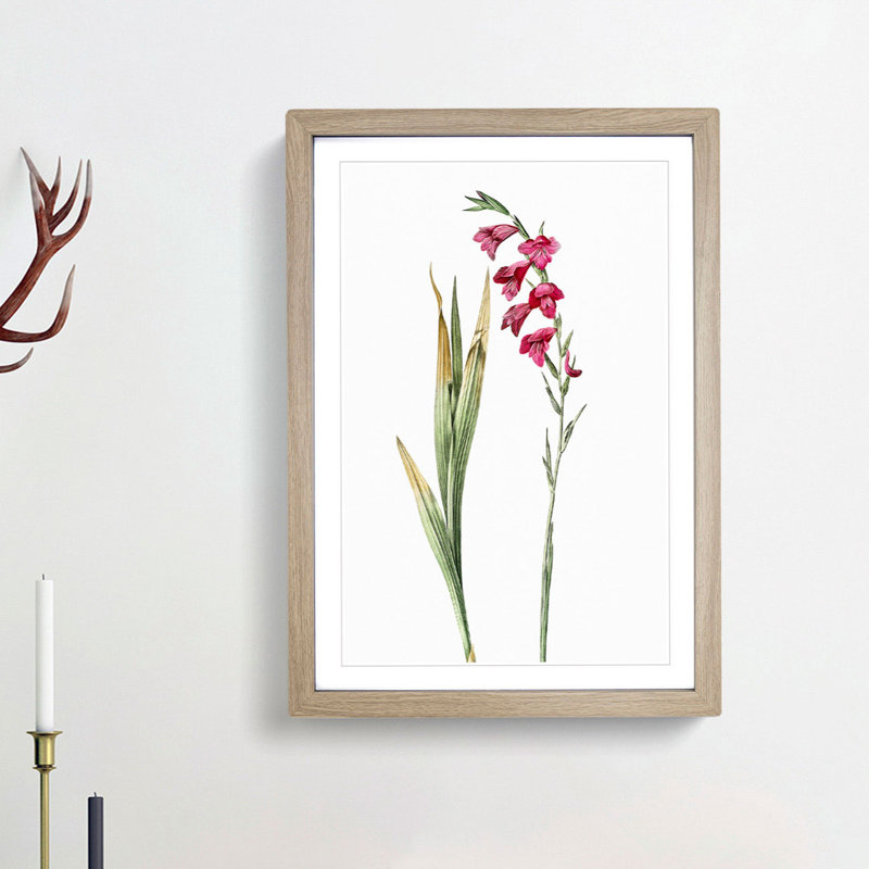 Pink Gladiolus Flowers by Pierre-Joseph Redoute - Picture Frame Painting Print, Oak Framed, 65cm H x 48cm W x 2cm D