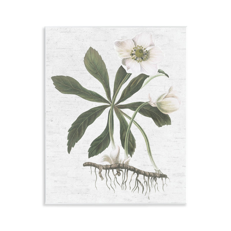 «Magnolia Flower Study», art mural par lettres et lignes