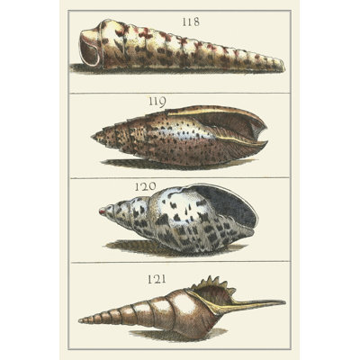 Seashell Menagerie III - Wrapped Canvas Art Print