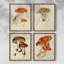 «Mushroom Variétés», reproduction encadrée - ensemble de 4-1682425729-1682425468