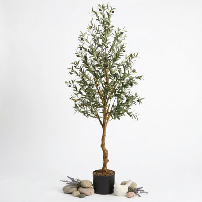 180cm Plant