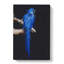 Blue Parrot in Abstract - Wrapped Canvas-55315547