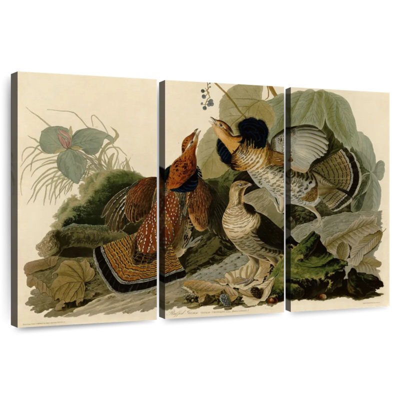 Tétraie à volants Brampt d'oiseaux d'Amérique, H 32 po x l 50 po