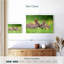 Embrasser des lapins-704445605