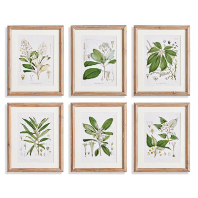 Étude classique de fleurs et de feuilles