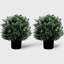 Arbres topiaires ronds 24 po en pot noir 24 po