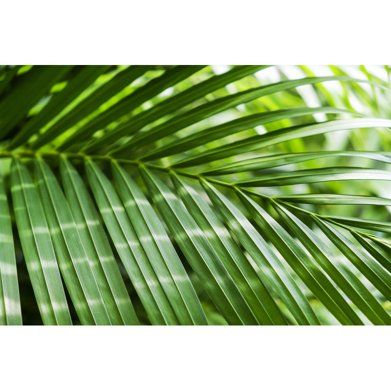 Tropical Palm Leaf by FeelPic - Wrapped Canvas Print, 51cm H x 76cm W