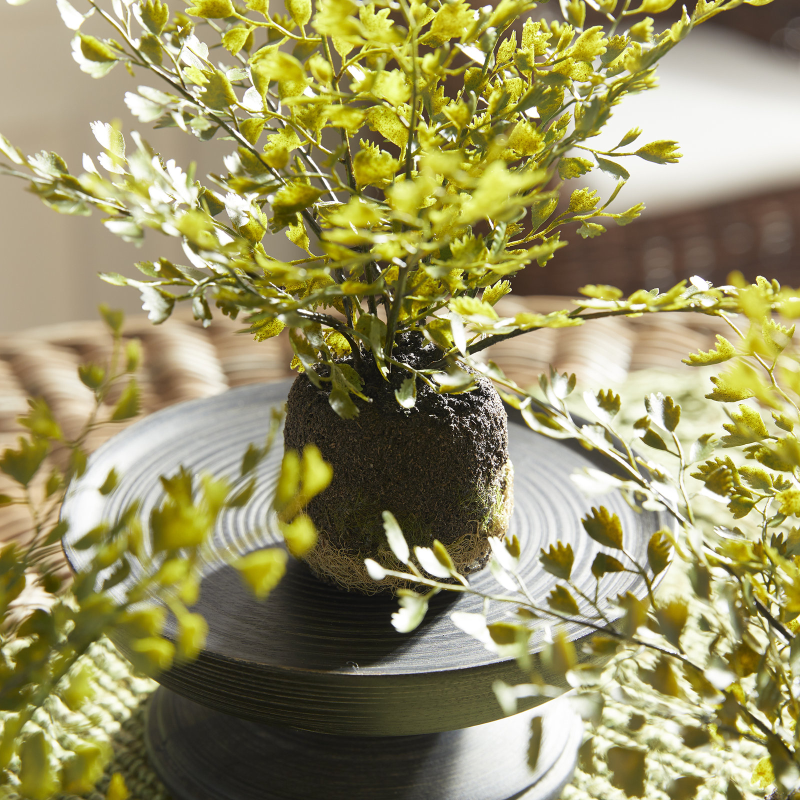 8" Fern Plant